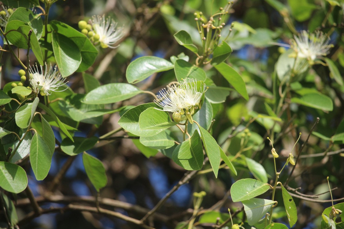 Capparis grandis L.f.